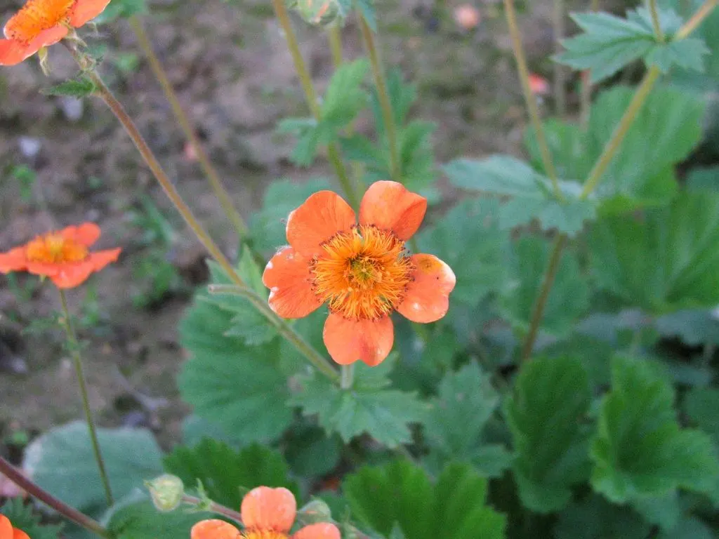 Asian Geum (Geum Coccineum) — the Asian Geum thrives in USDA Hardiness Zones 5 through 9; low maintenance by nature