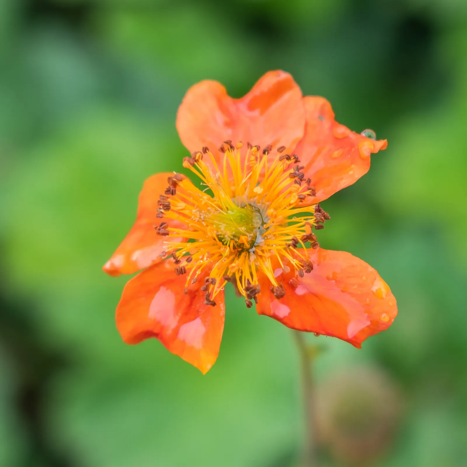Asian Geum (Geum Coccineum) — which means it can withstand winter temperatures as low as -20&deg;F to -10&deg;F; it reaches a mature height of 18 inches with a