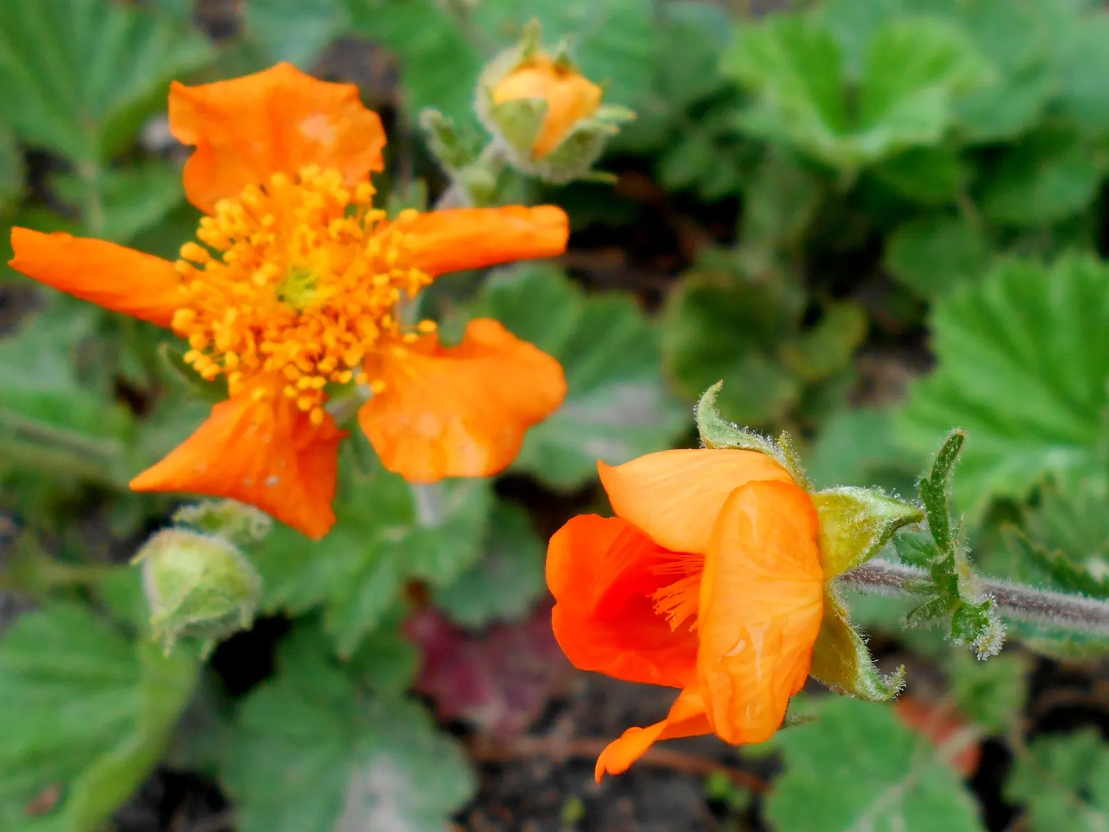 Asian Geum (Geum Coccineum) — It reaches a mature height of 18 inches with a spread of 12 inches, preferring full sun to part shade; wiry stems that reach