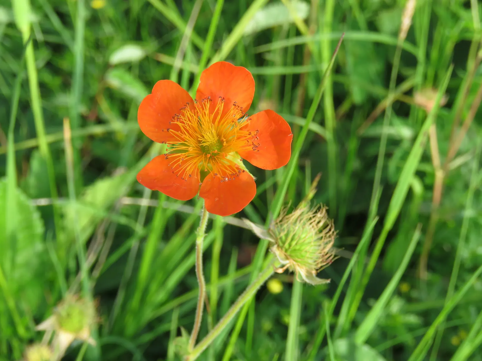 Asian Geum (Geum Coccineum) — is a resilient and vibrant perennial that can play a starring role in a landscape design; the Asian Geum thrives in, image 56