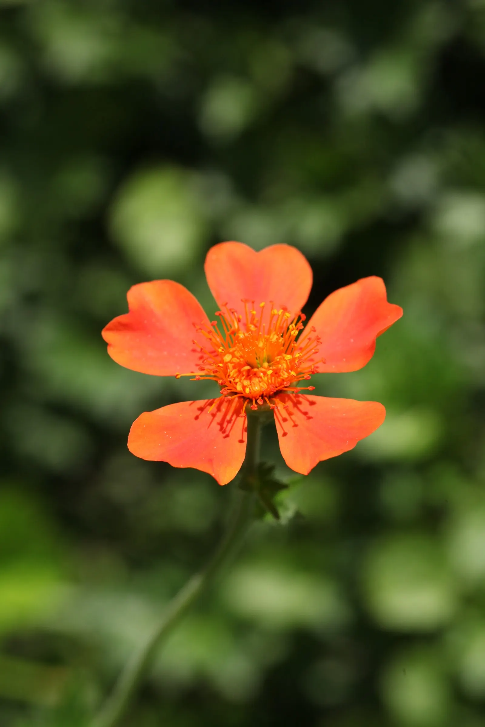 Asian Geum (Geum Coccineum) — Hailing from the Caucasus region