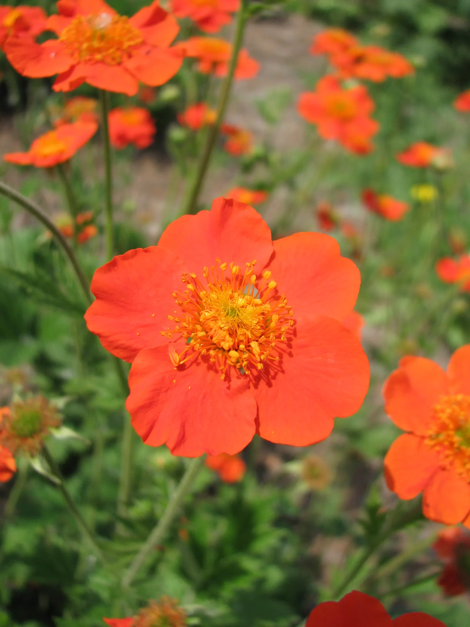 Asian Geum (Geum Coccineum) — Hailing from the Caucasus region; the plant is generally free from serious pests and diseases