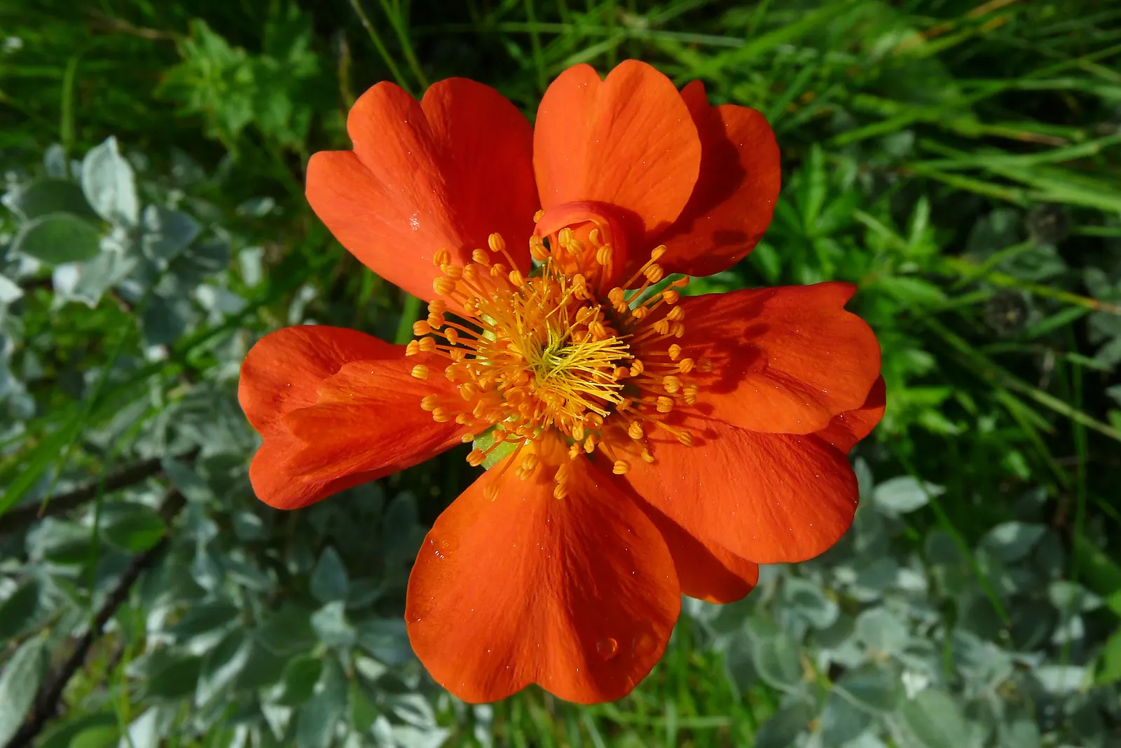 Asian Geum (Geum Coccineum) — Hailing from the Caucasus region; the plant is generally free from serious pests and diseases, image 57