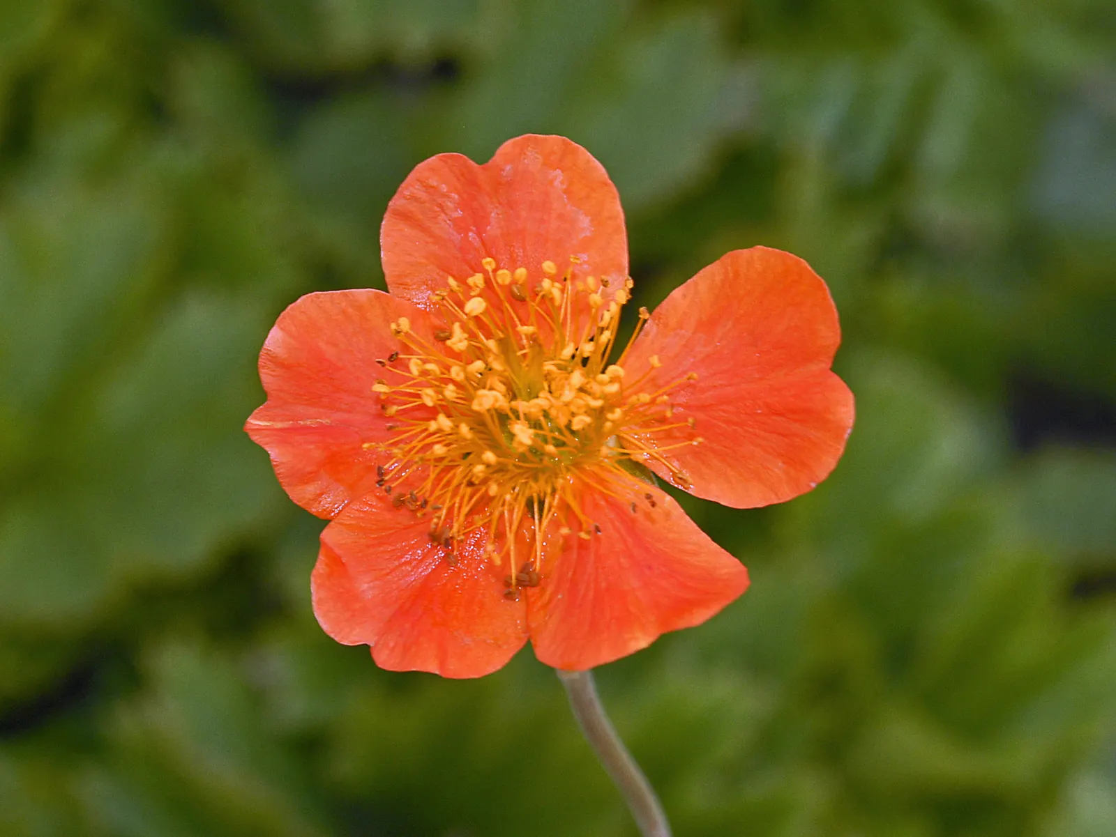 Asian Geum (Geum Coccineum) — Appreciated for its extended flowering from late spring to mid-summer; while it is relatively drought-tolerant once, image 53