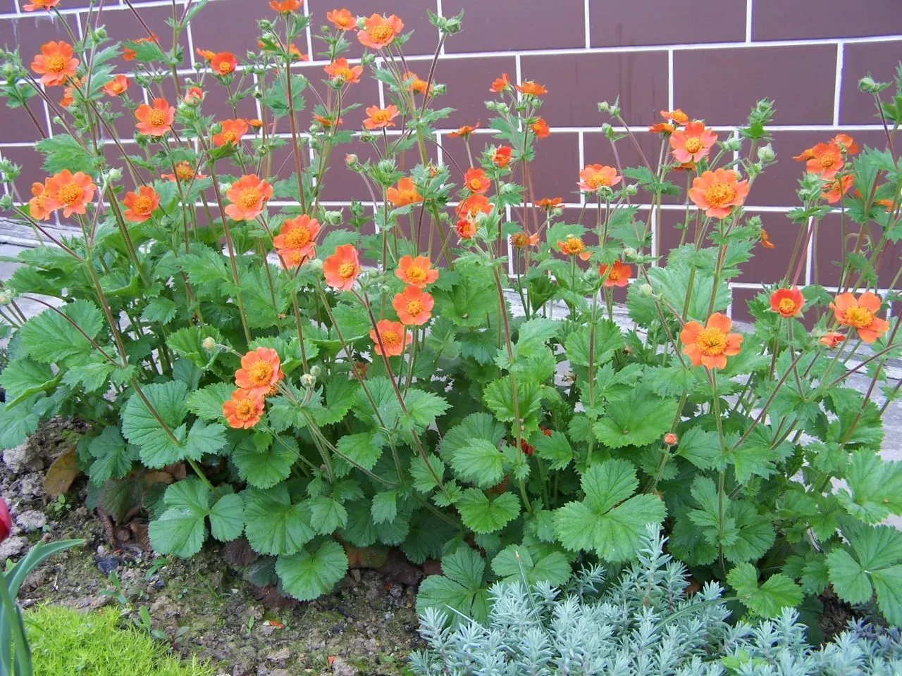 Asian Geum (Geum Coccineum) — This adaptable plant prefers well-drained soil, though it will tolerate a range of soil types; dark green leaves that reach a