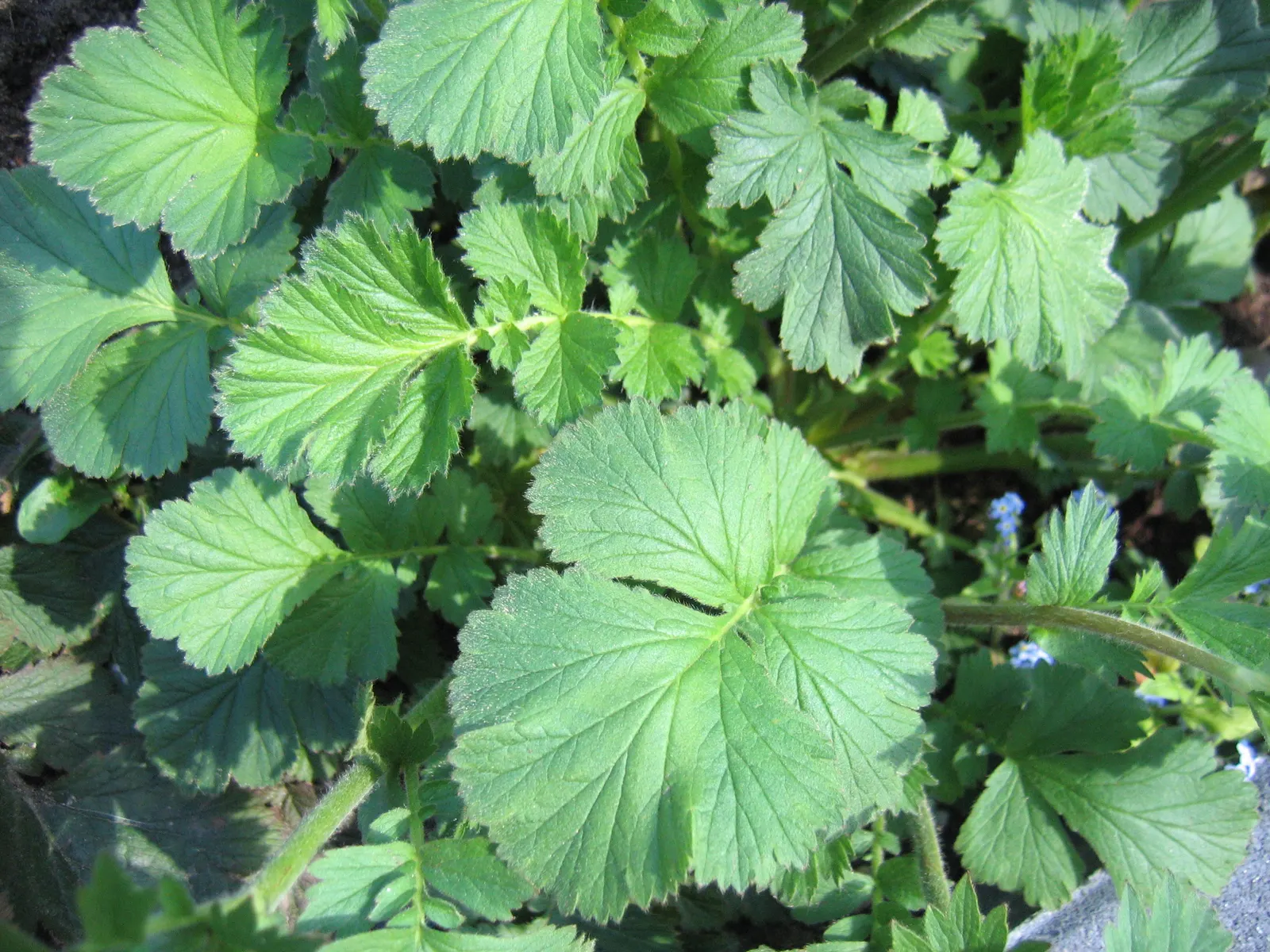 Asian Geum (Geum Coccineum) — is a resilient and vibrant perennial that can play a starring role in a landscape design; the Asian Geum thrives in USDA
