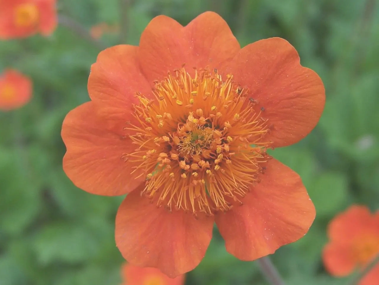 Asian Geum (Geum Coccineum) — the plant is generally free from serious pests and diseases; bees and butterflies are drawn to its blossoms, adding life and