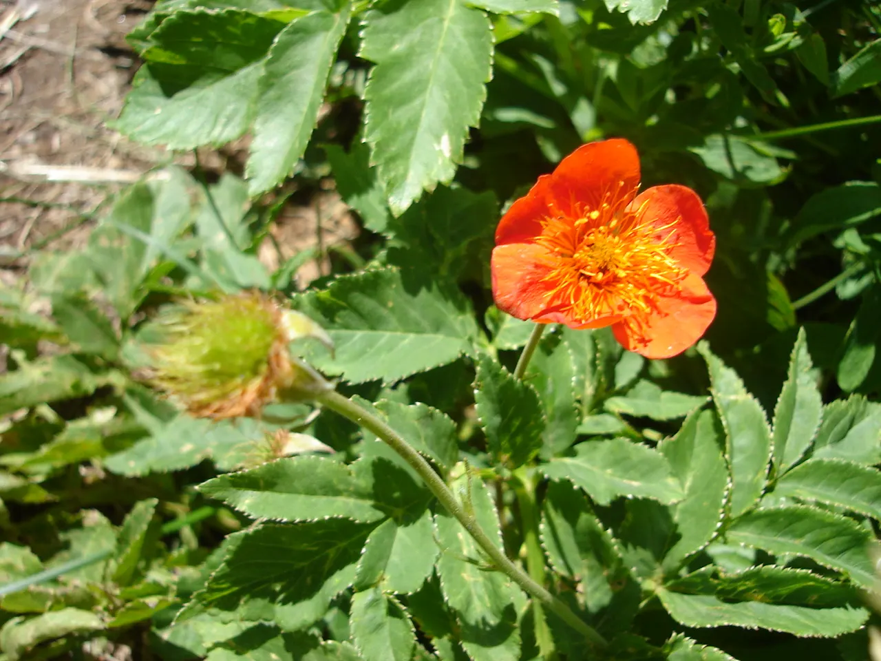 Asian Geum (Geum Coccineum) — perennial for full or half; though keeping an eye out for rust or mildew can ensure its longevity and vibrancy in your client's
