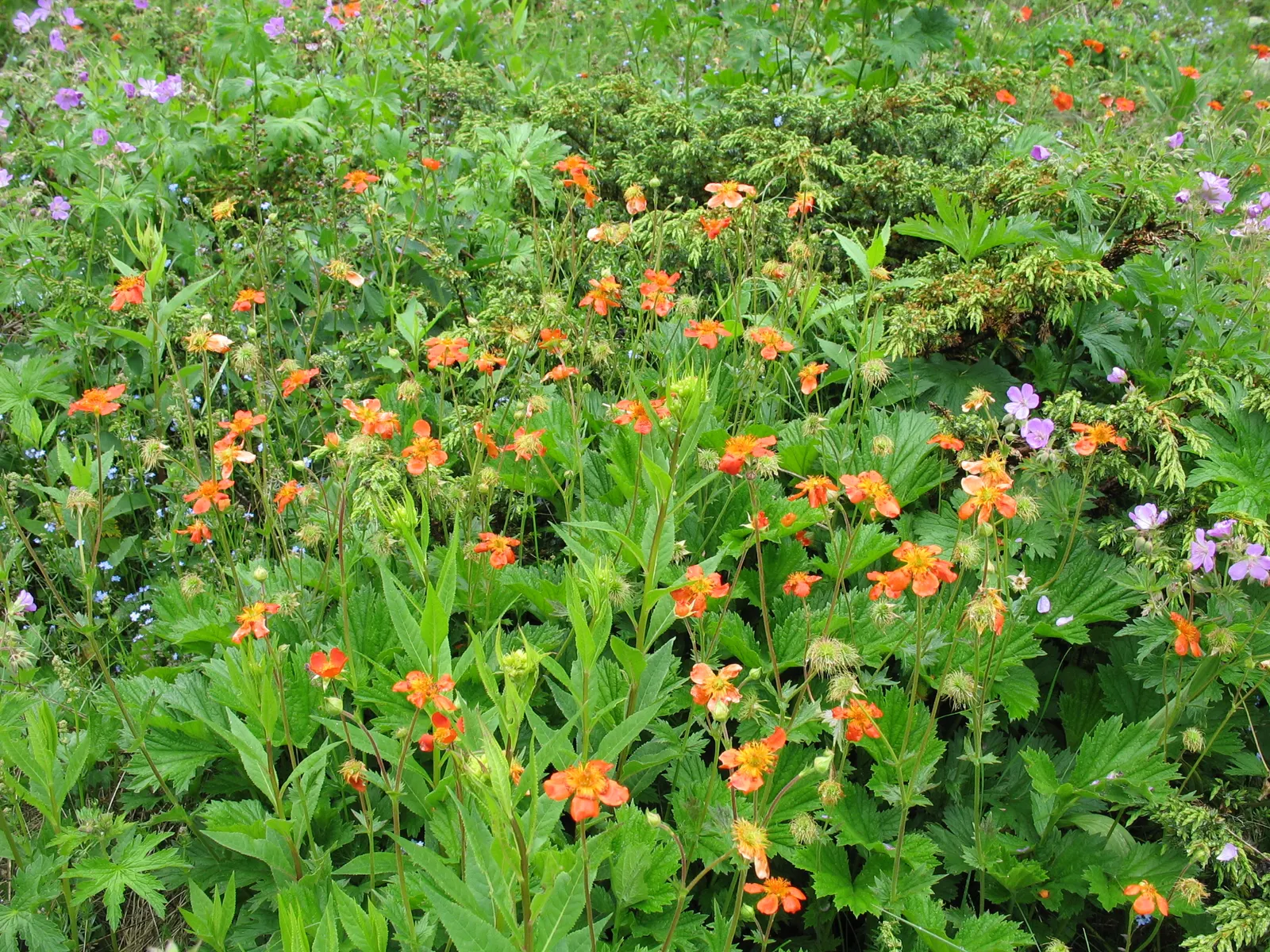 Asian Geum (Geum Coccineum) — In the late spring to early summer, the geum truly comes to life