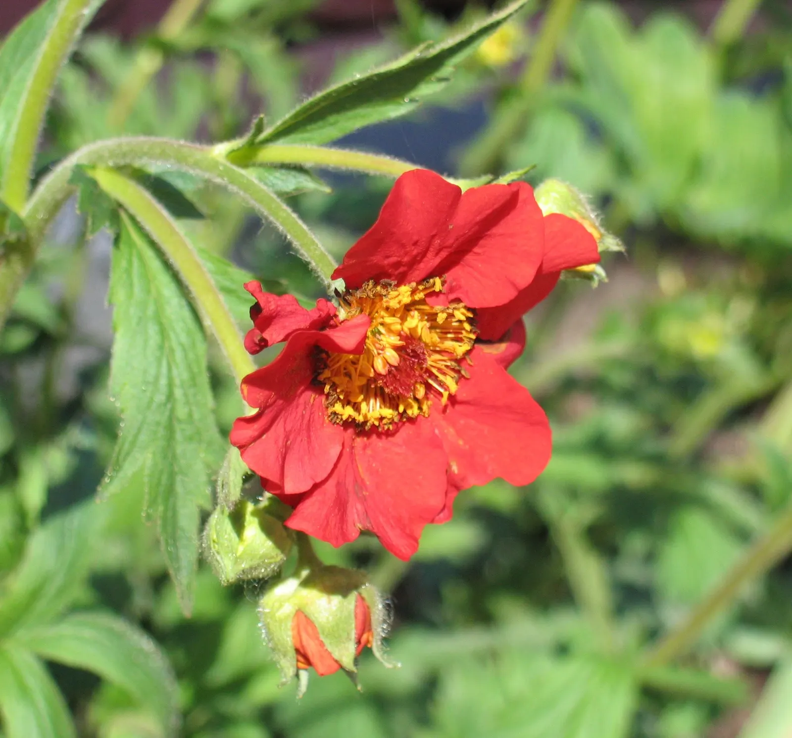 Asian Geum (Geum Coccineum) — wiry stems that reach heights of 18 to 24 inches; perennial with orange blooms