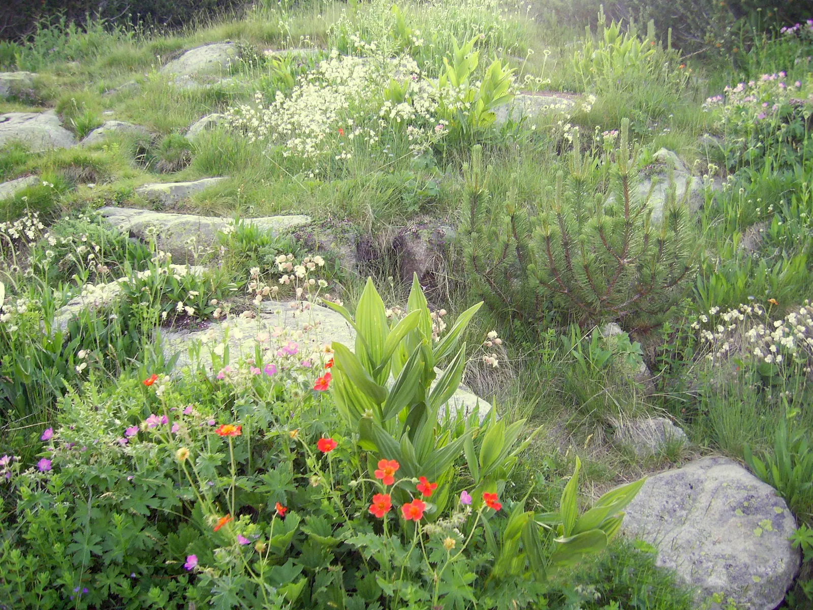 Asian Geum (Geum Coccineum) — which means it can withstand winter temperatures as low as -20&deg;F to -10&deg;F