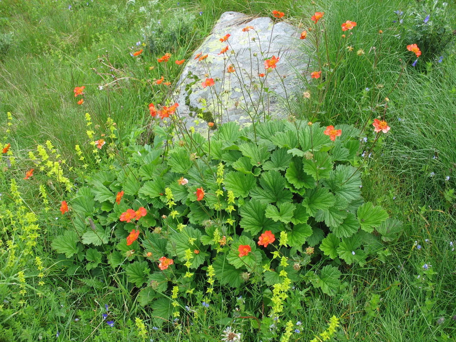 Asian Geum (Geum Coccineum) — this charming plant boasts a mound of hairy; appreciated for its extended flowering from late spring to mid-summer, image 58