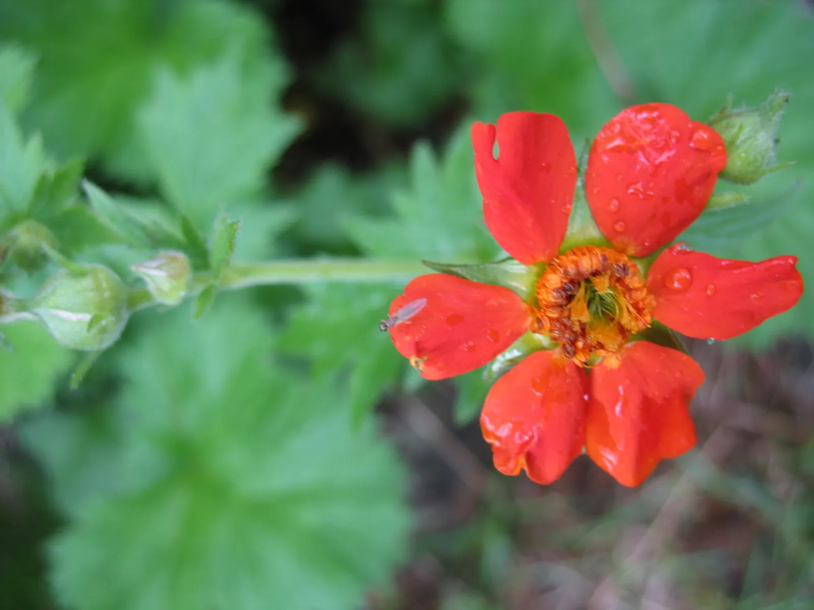 Asian Geum (Geum Coccineum) — displaying a striking array of fiery
