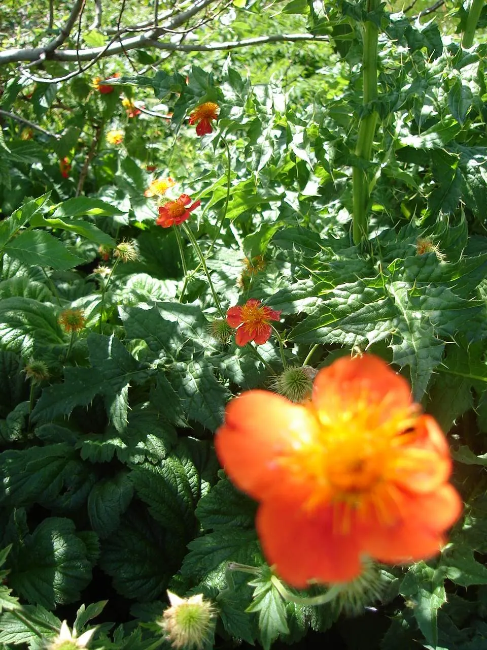 Asian Geum (Geum Coccineum) — For optimal flowering, planting in full sun to partial shade is advisable; this adaptable plant prefers well-drained soil, though