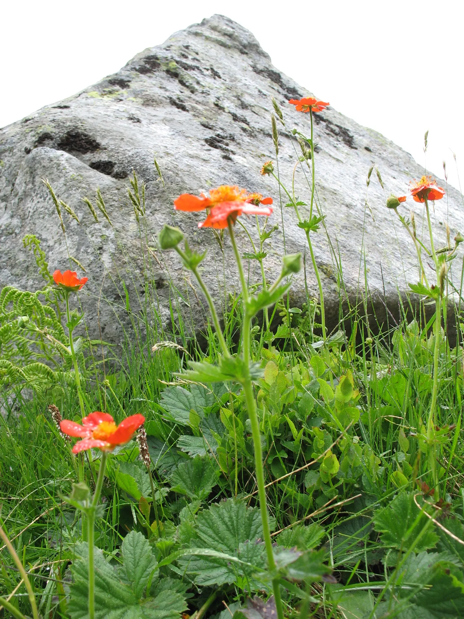 Asian Geum (Geum Coccineum) — Deer-resistant foliage maintains visual interest even when not in bloom