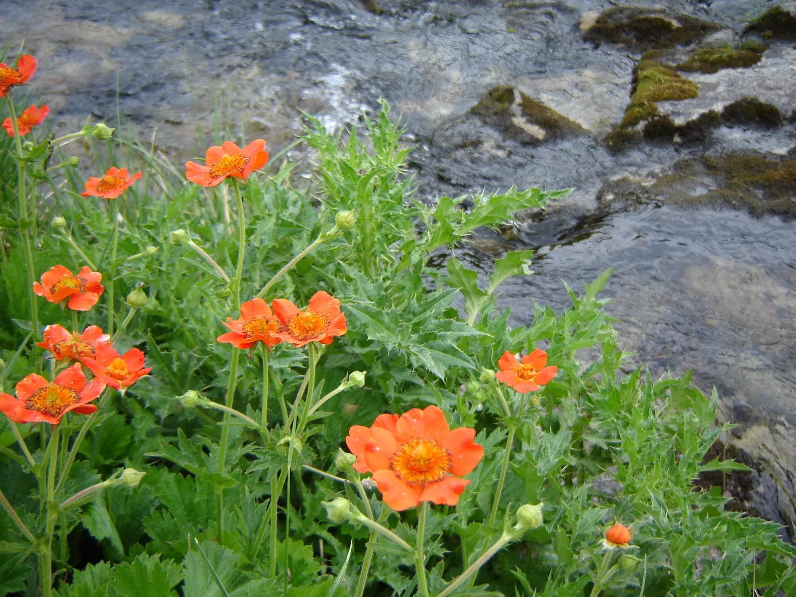 Asian Geum (Geum Coccineum) — this hardy plant thrives in zones 5-9 and is ideal for borders with well-drained soil; perennial for full or half, image 54