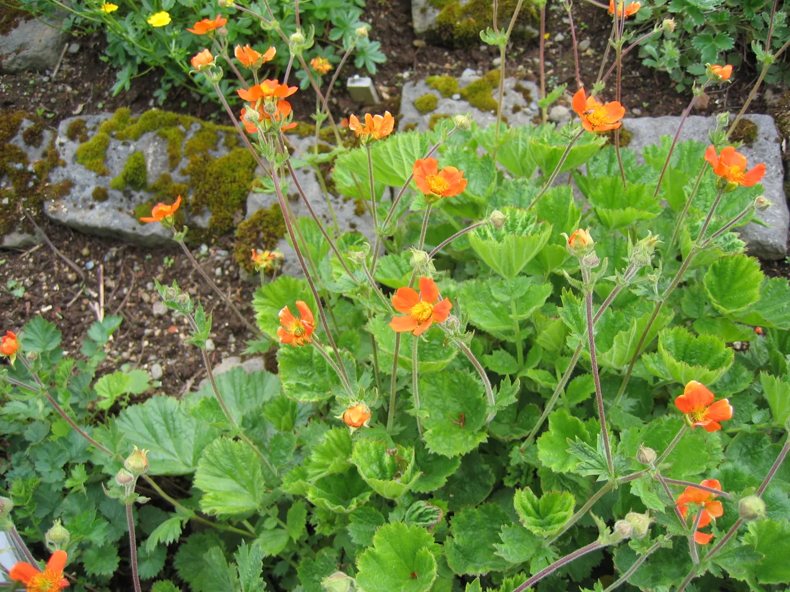 Asian Geum (Geum Coccineum) — this hardy plant thrives in zones 5-9 and is ideal for borders with well-drained soil; perennial for full or half
