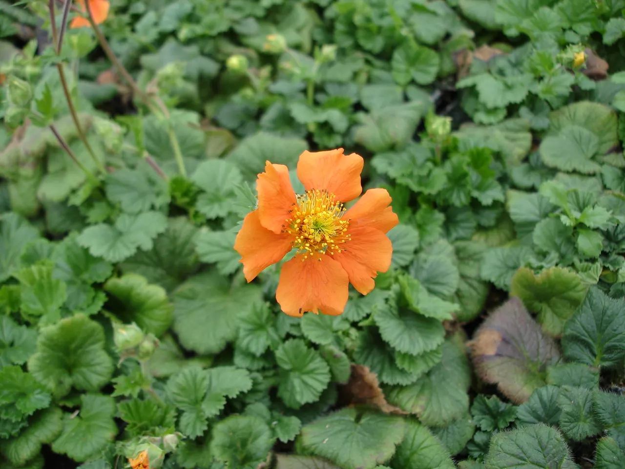 Asian Geum (Geum Coccineum) — orange flowers in the garden