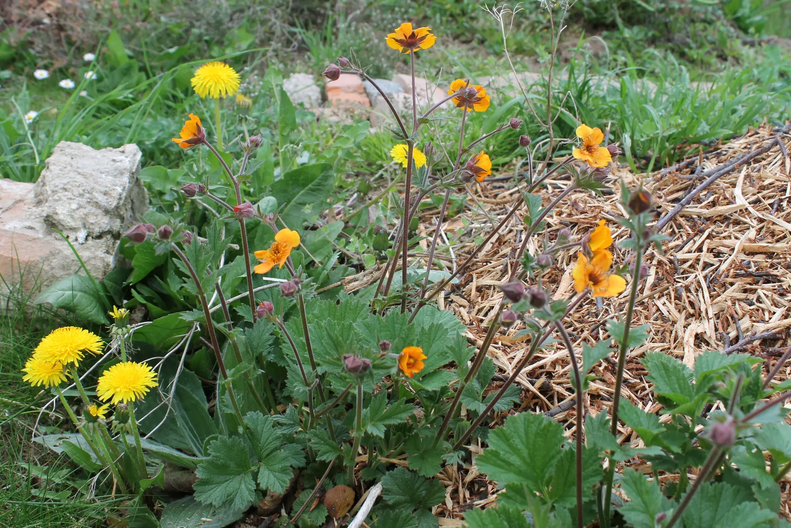 Asian Geum (Geum Coccineum) — For optimal flowering, planting in full sun to partial shade is advisable