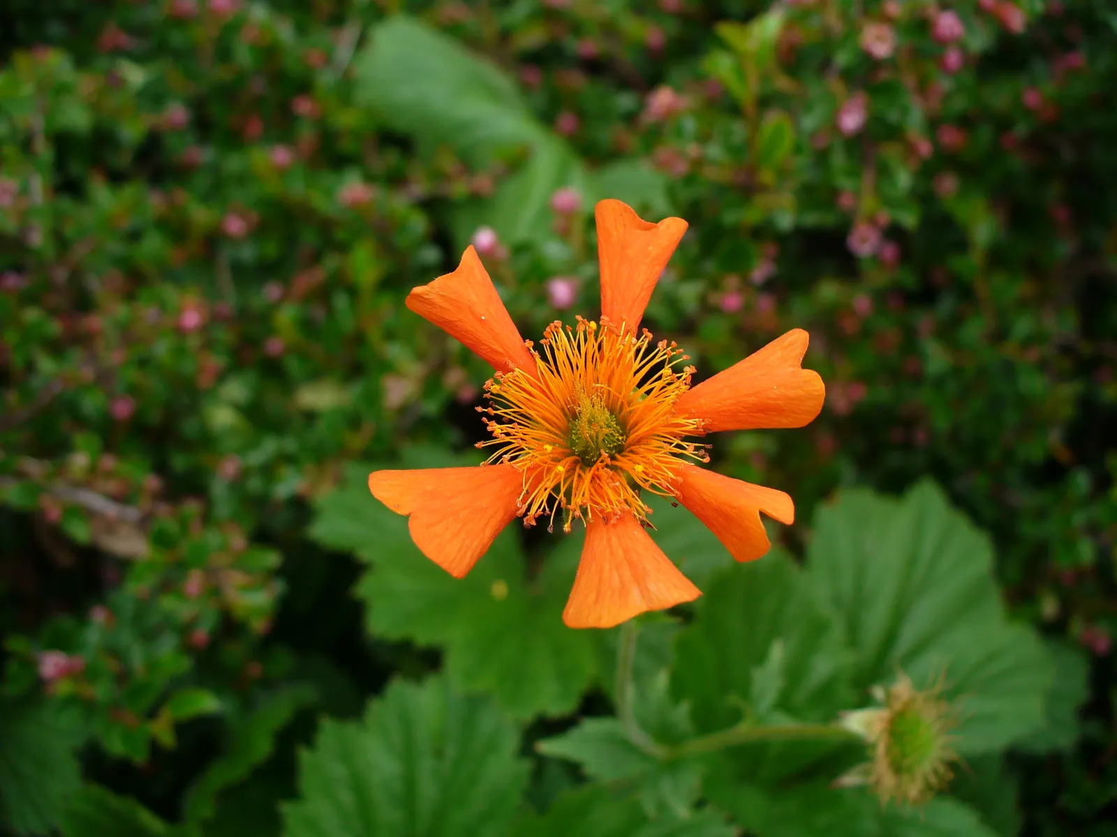 Asian Geum (Geum Coccineum) — Appreciated for its extended flowering from late spring to mid-summer
