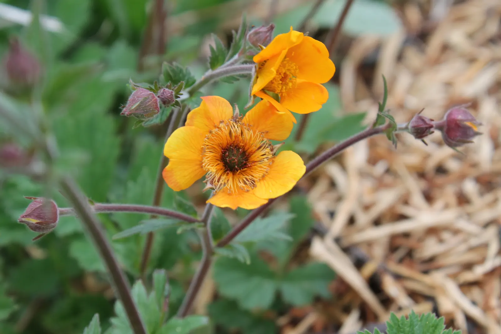Asian Geum (Geum Coccineum) — Bees and butterflies are drawn to its blossoms, adding life and movement to the garden