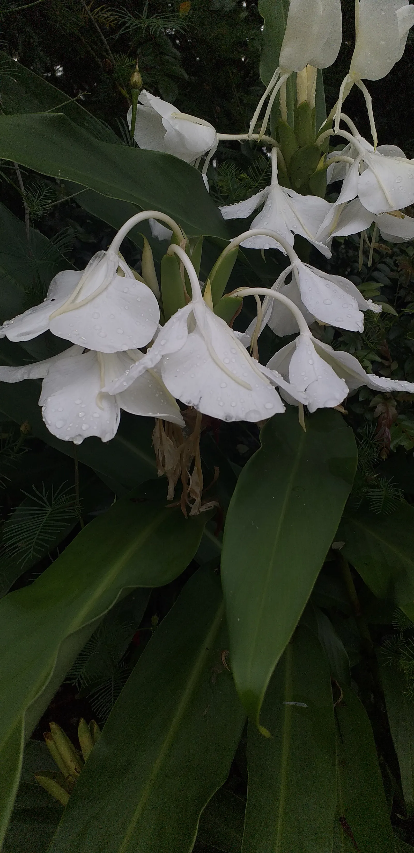 Ginger Lily (Hedychium Sp.) — Their lance-shaped leaves provide a lush backdrop for summer and fall blossoms that range from white to orange; the cut flowers