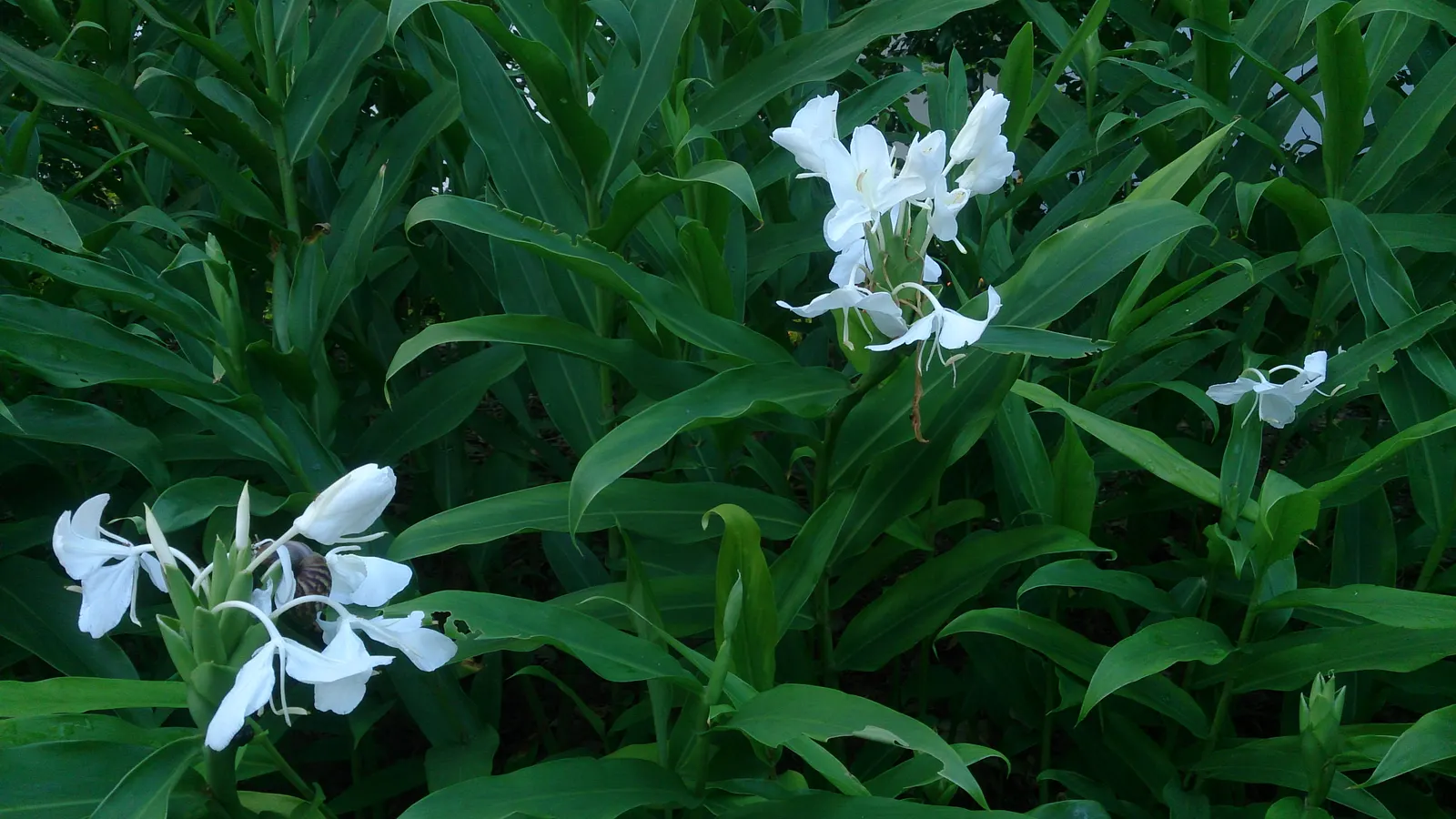 Ginger Lily (Hedychium Sp.) — flourishes in USDA hardiness zones 8 to 11; the cut flowers of Ginger Lily are excellent for arrangements, image 68