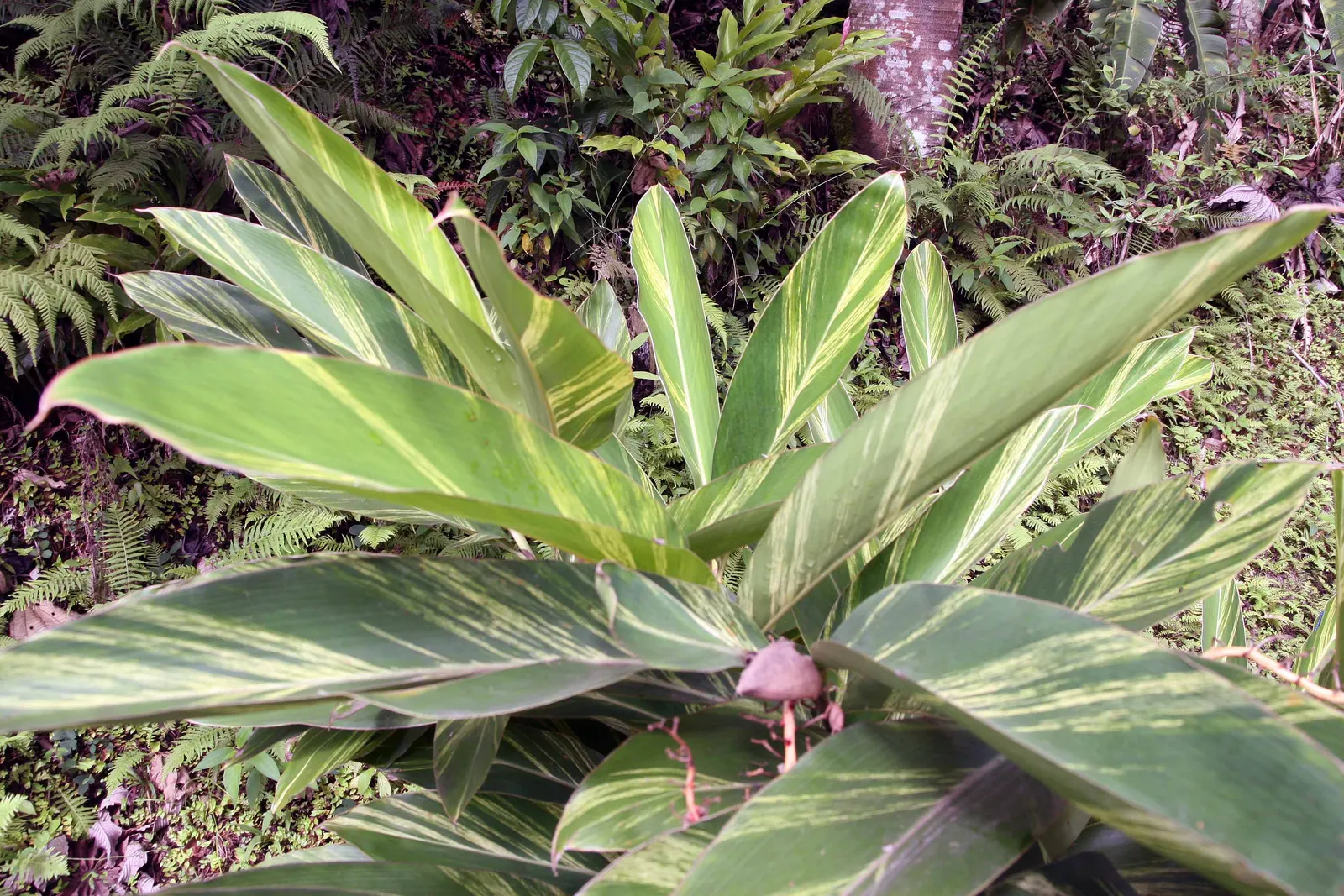 Ginger Lily (Hedychium Sp.) — The plant is recognized for its showy and aromatic flowers; they boast lance-shaped leaves that can be up to 2 feet long and 4