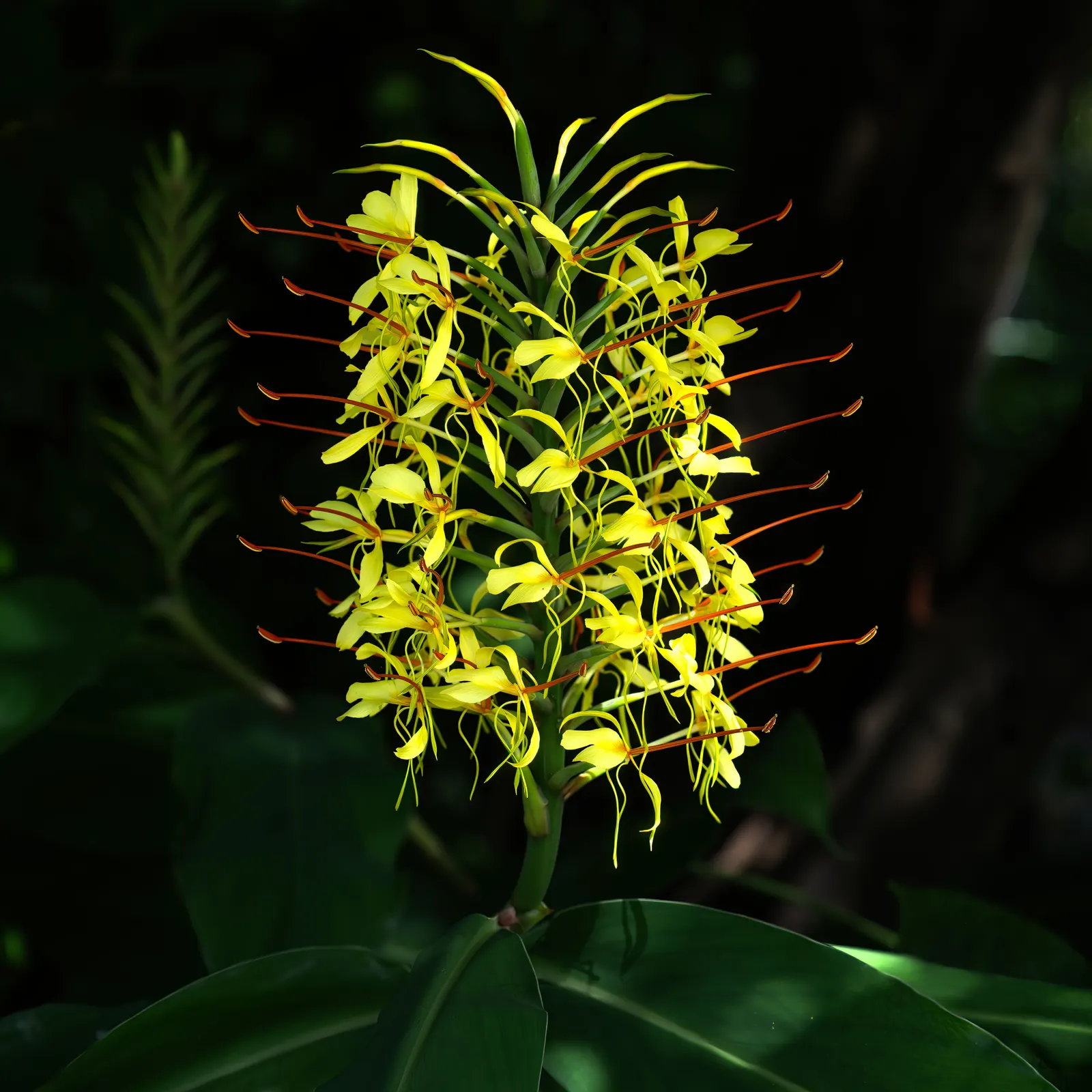 Ginger Lily (Hedychium Sp.) — sharing a kinship with culinary ginger; their lance-shaped leaves provide a lush backdrop for summer and fall blossoms that range