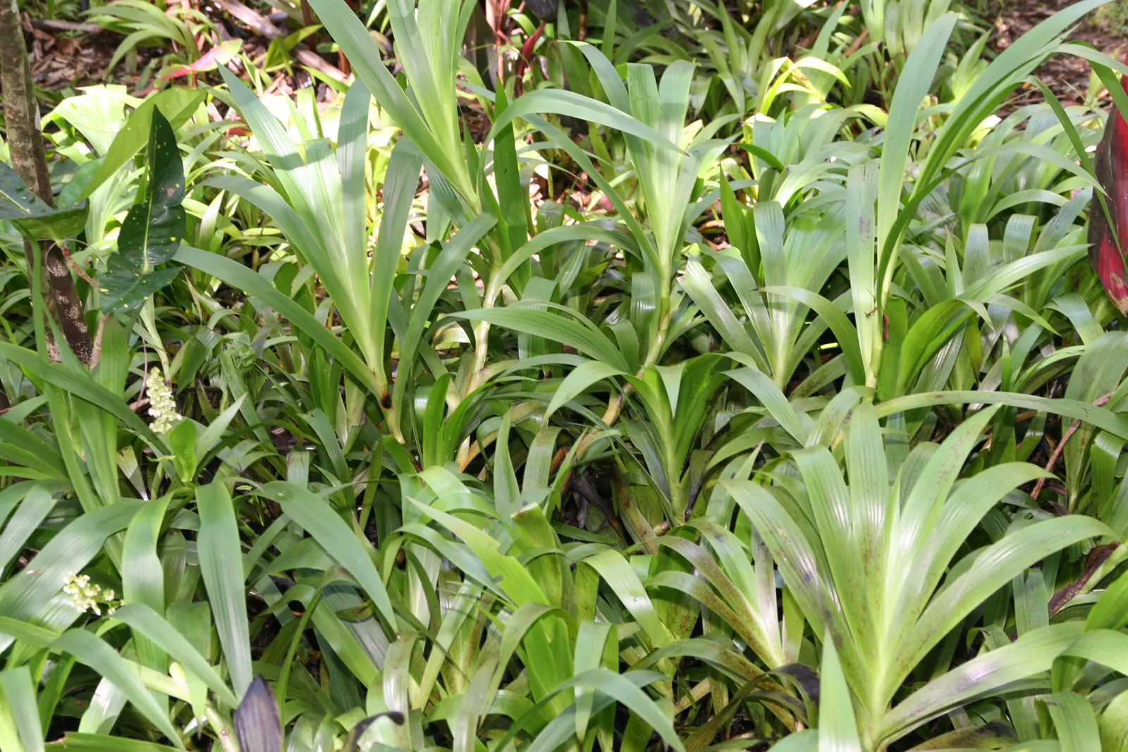 Ginger Lily (Hedychium Sp.) — though please note it is not typically used in cooking