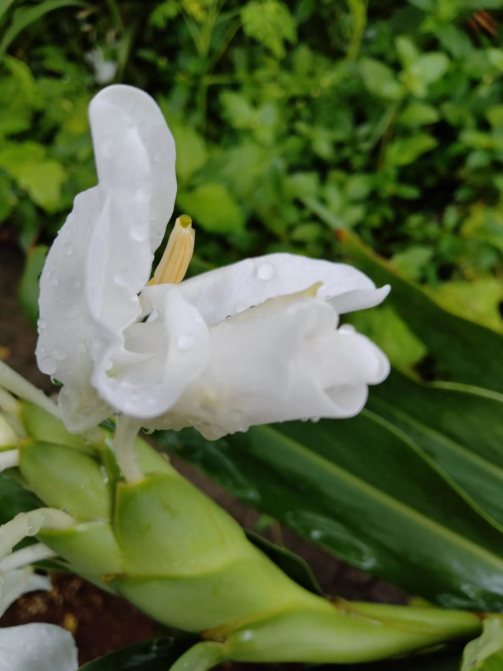 Ginger Lily (Hedychium Sp.) — They boast lance-shaped leaves that can be up to 2 feet long and 4 inches wide; the plant is recognized for its showy, image 74