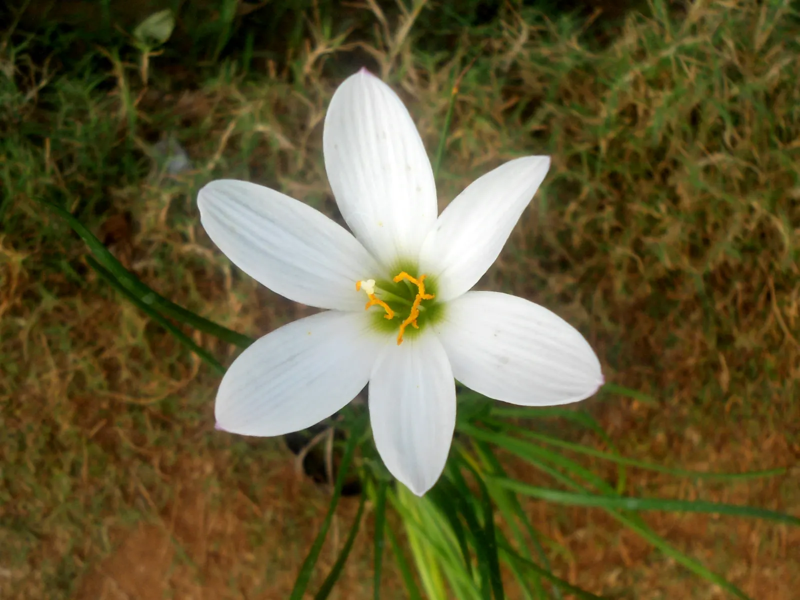 Ginger Lily (Hedychium Sp.) — green canopies.<br><br>During late summer to early fall; they boast lance-shaped leaves that can be up to 2 feet long, image 75