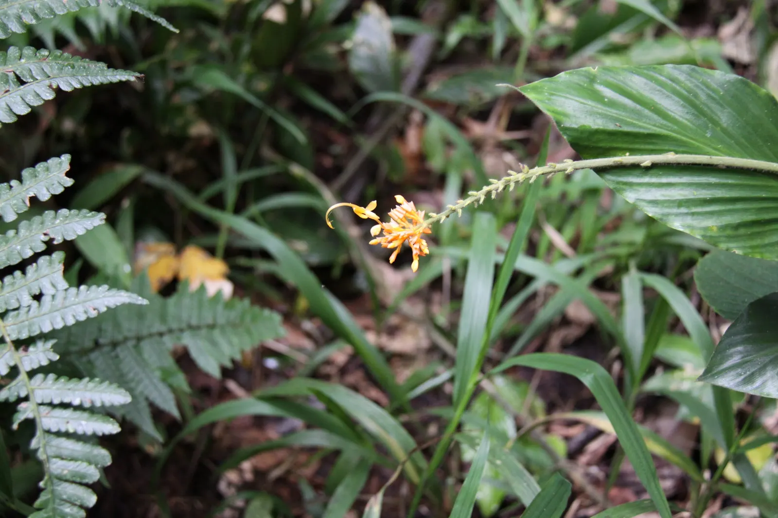 Ginger Lily (Hedychium Sp.) — is an exotic and fragrant addition to any landscape design; they boast lance-shaped leaves that can be up to 2 feet long and 4