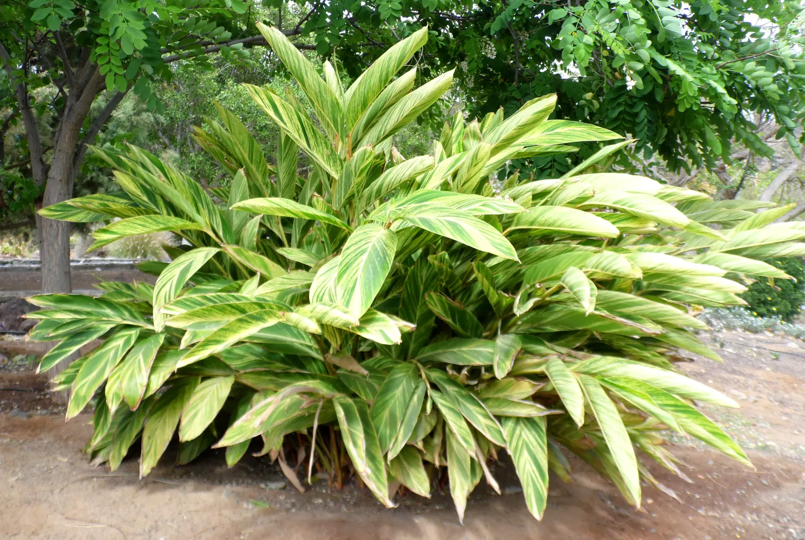 Ginger Lily (Hedychium Sp.) — attracting hummingbirds and butterflies to the garden.<br><br>For optimal growth