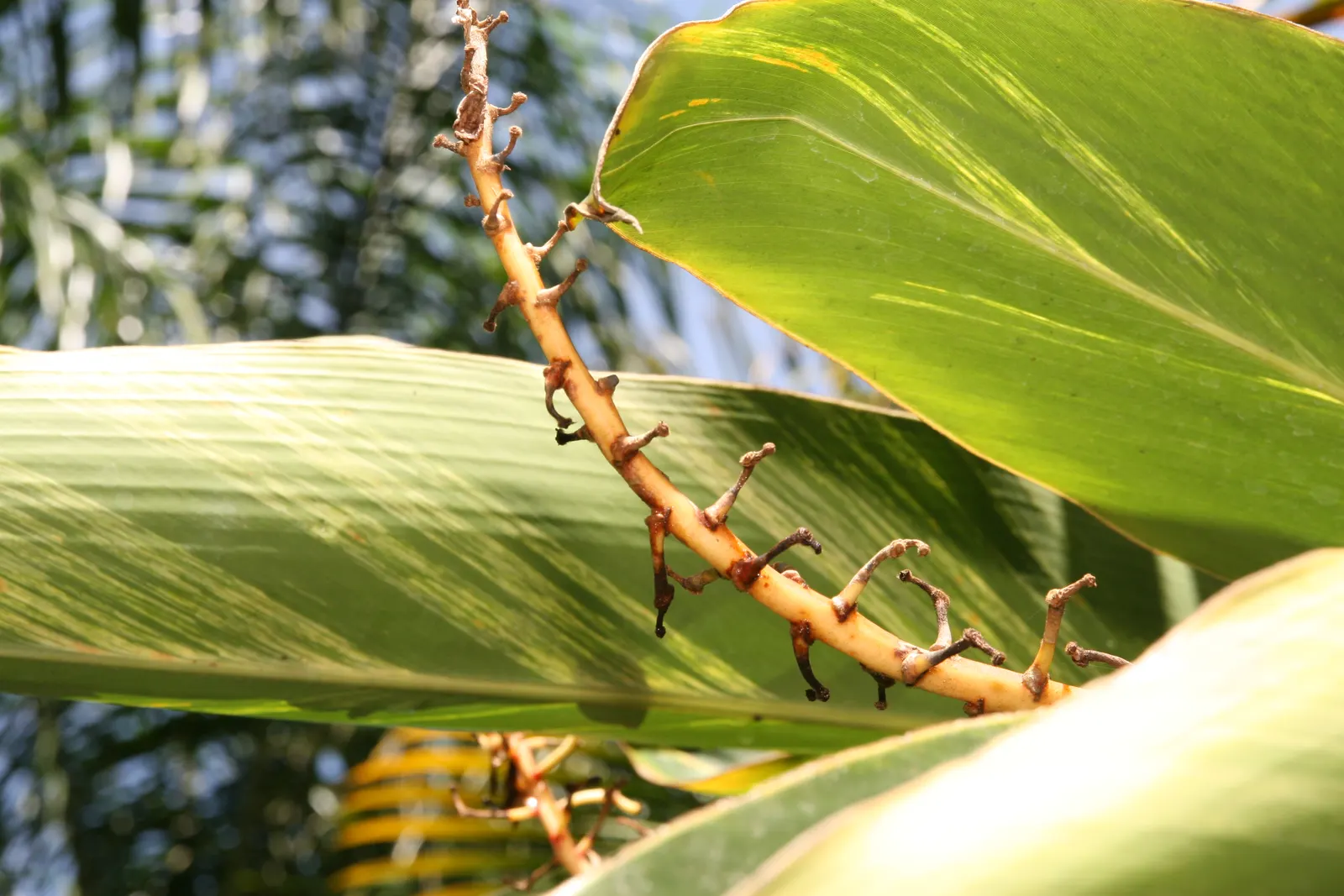Ginger Lily (Hedychium Sp.) — though in hotter climates