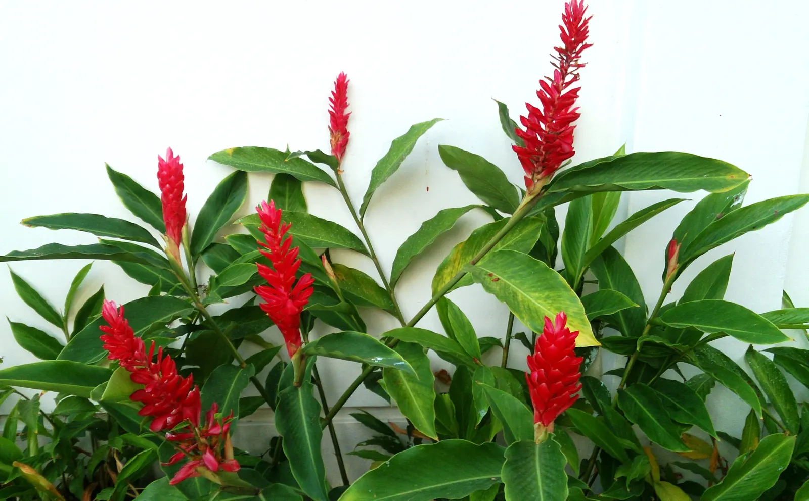 Ginger Lily (Hedychium Sp.) — It thrives in rich, well-draining soil with medium moisture content