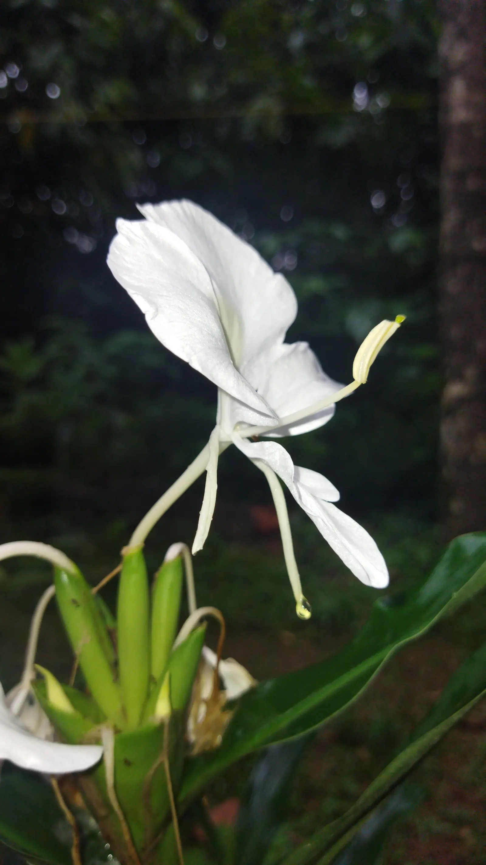 Ginger Lily (Hedychium Sp.) — sharing a kinship with culinary ginger; their lance-shaped leaves provide a lush backdrop for summer and fall, image 65