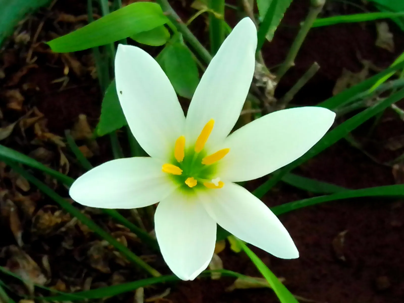 Ginger Lily (Hedychium Sp.) — Ginger Lilies can serve as a striking backdrop or as focal points in borders and beds; their lance-shaped leaves, image 73