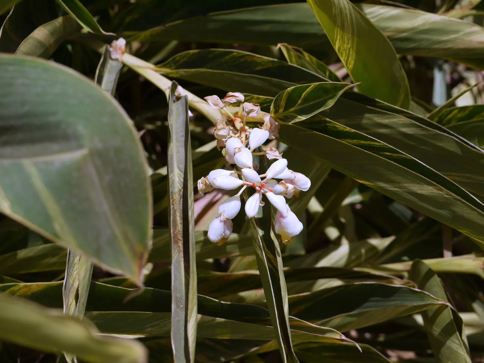 Ginger Lily (Hedychium Sp.) — and can reach heights of 3-6 feet with a spread of 2-3 feet; they boast lance-shaped leaves that can be up to 2 feet long and 4