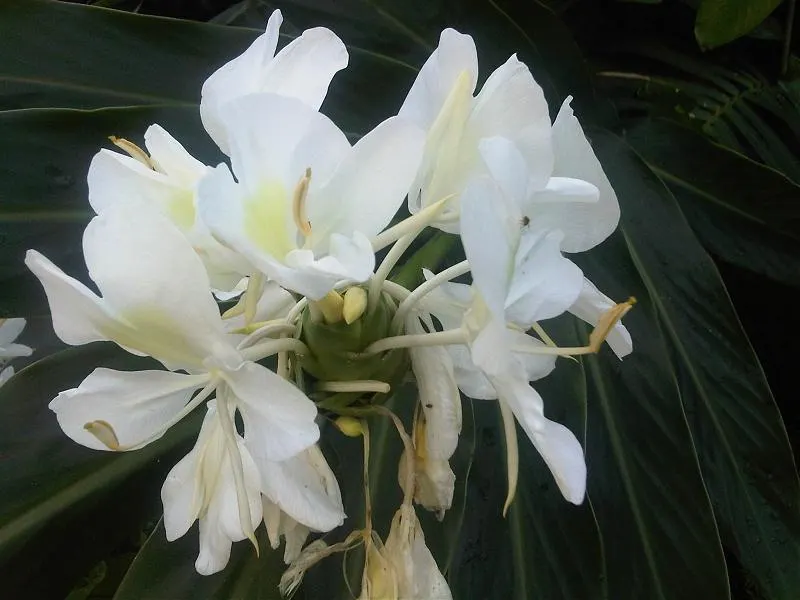 Ginger Lily (Hedychium Sp.) — Their lance-shaped leaves provide a lush backdrop for summer and fall blossoms that range from white to orange; the, image 60