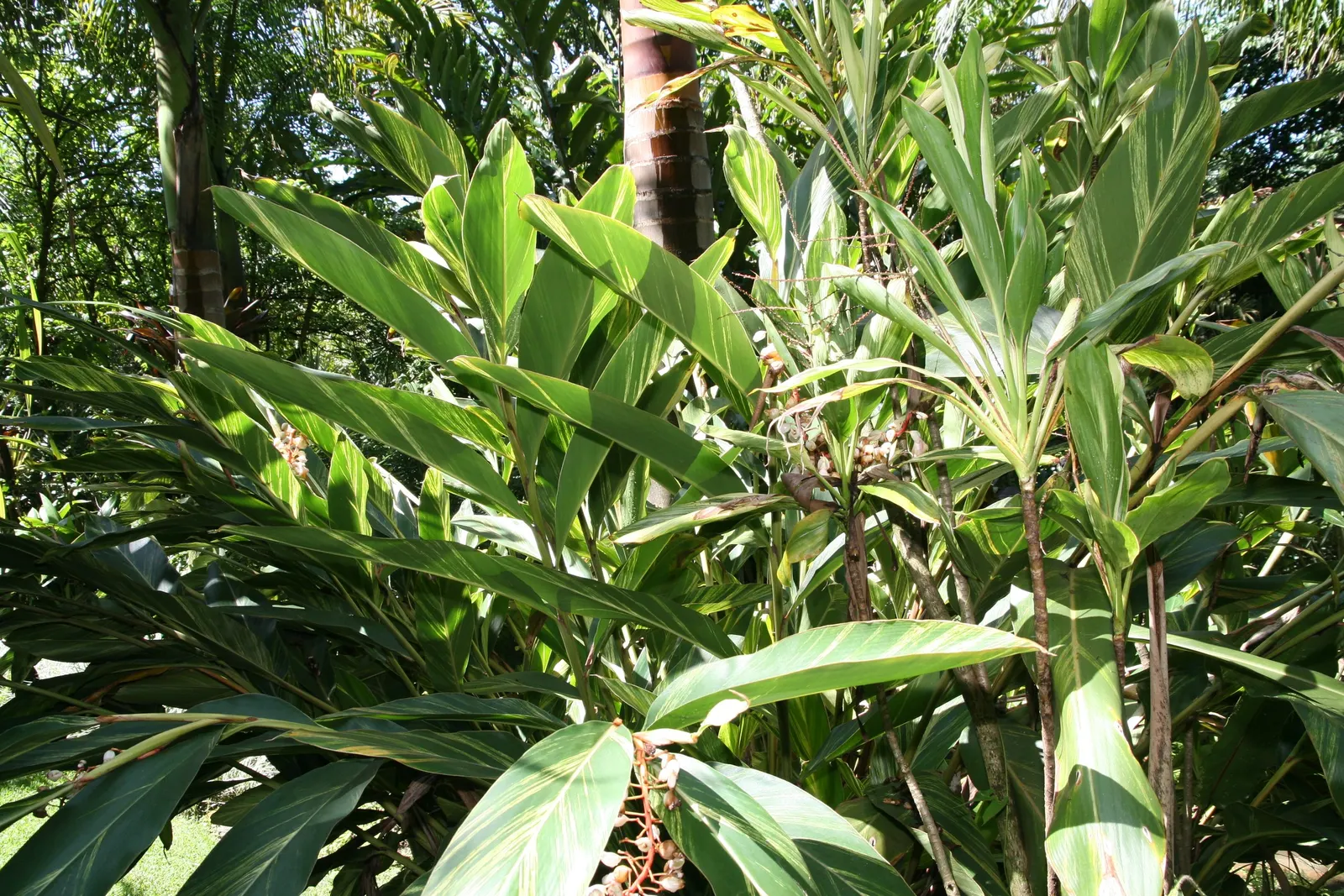 Ginger Lily (Hedychium Sp.) — Hardy in USDA zones 8-10, they add a tropical flair to any garden; their lance-shaped leaves provide a lush backdrop for summer