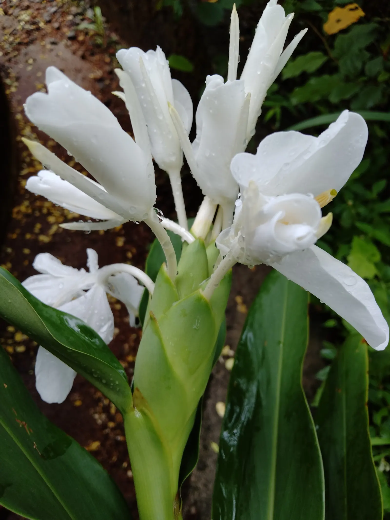Ginger Lily (Hedychium Sp.) — In winter, mulch can be applied to protect the rhizomes in cooler zones; the cut flowers of Ginger Lily are excellent for
