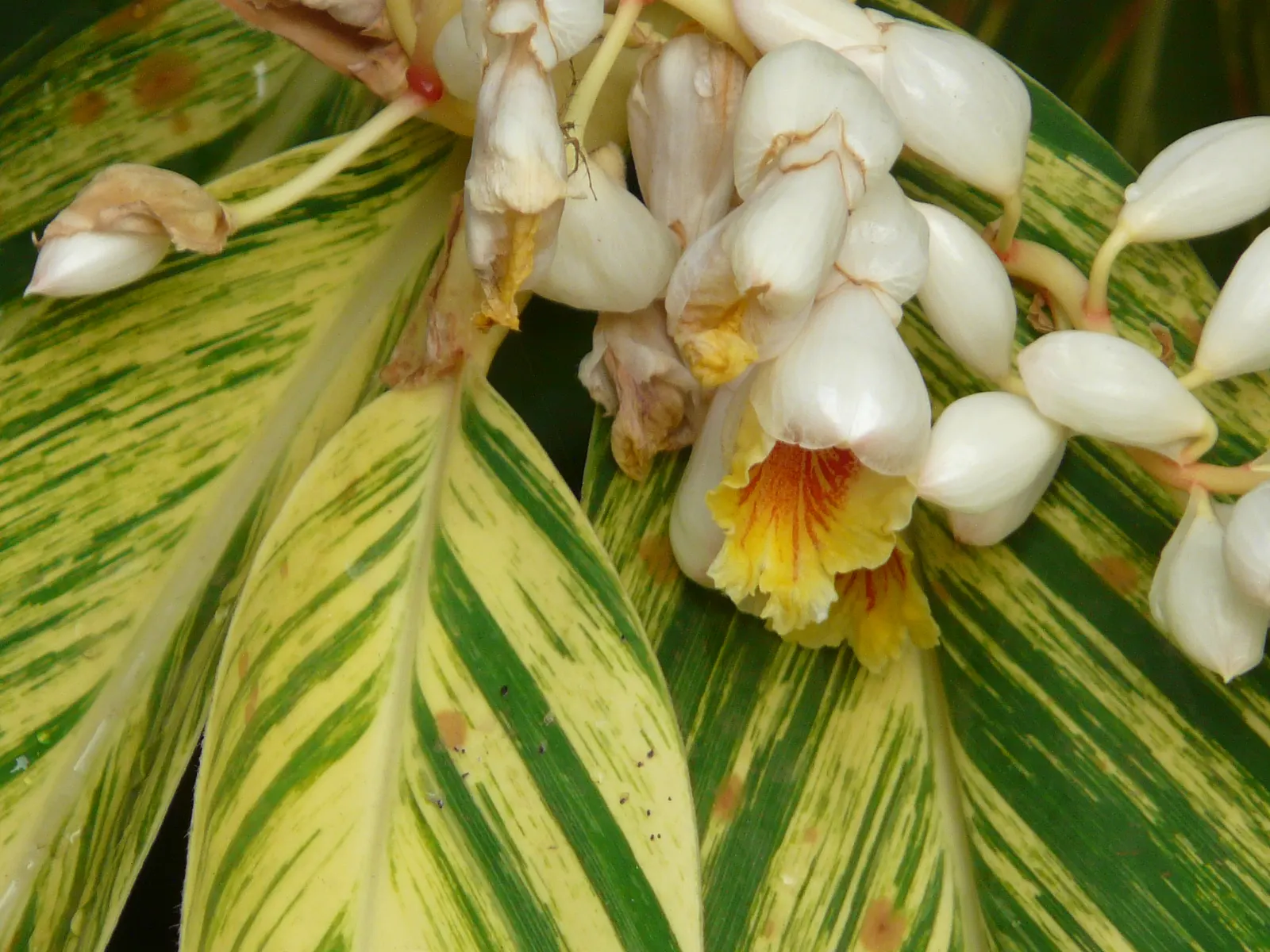 Ginger Lily (Hedychium Sp.) — This perennial belongs to the Zingiberaceae family; the cut flowers of Ginger Lily are excellent for arrangements