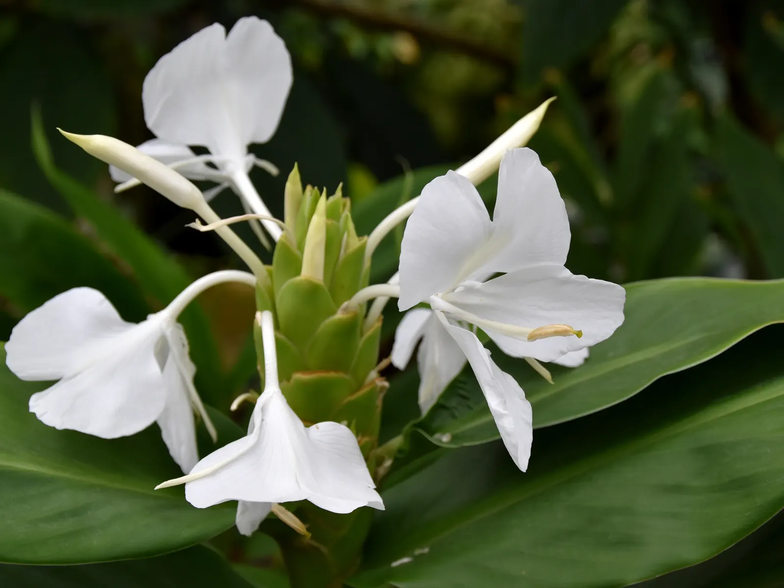 Ginger Lily (Hedychium Sp.) — and can reach heights of 3-6 feet with a spread of 2-3 feet
