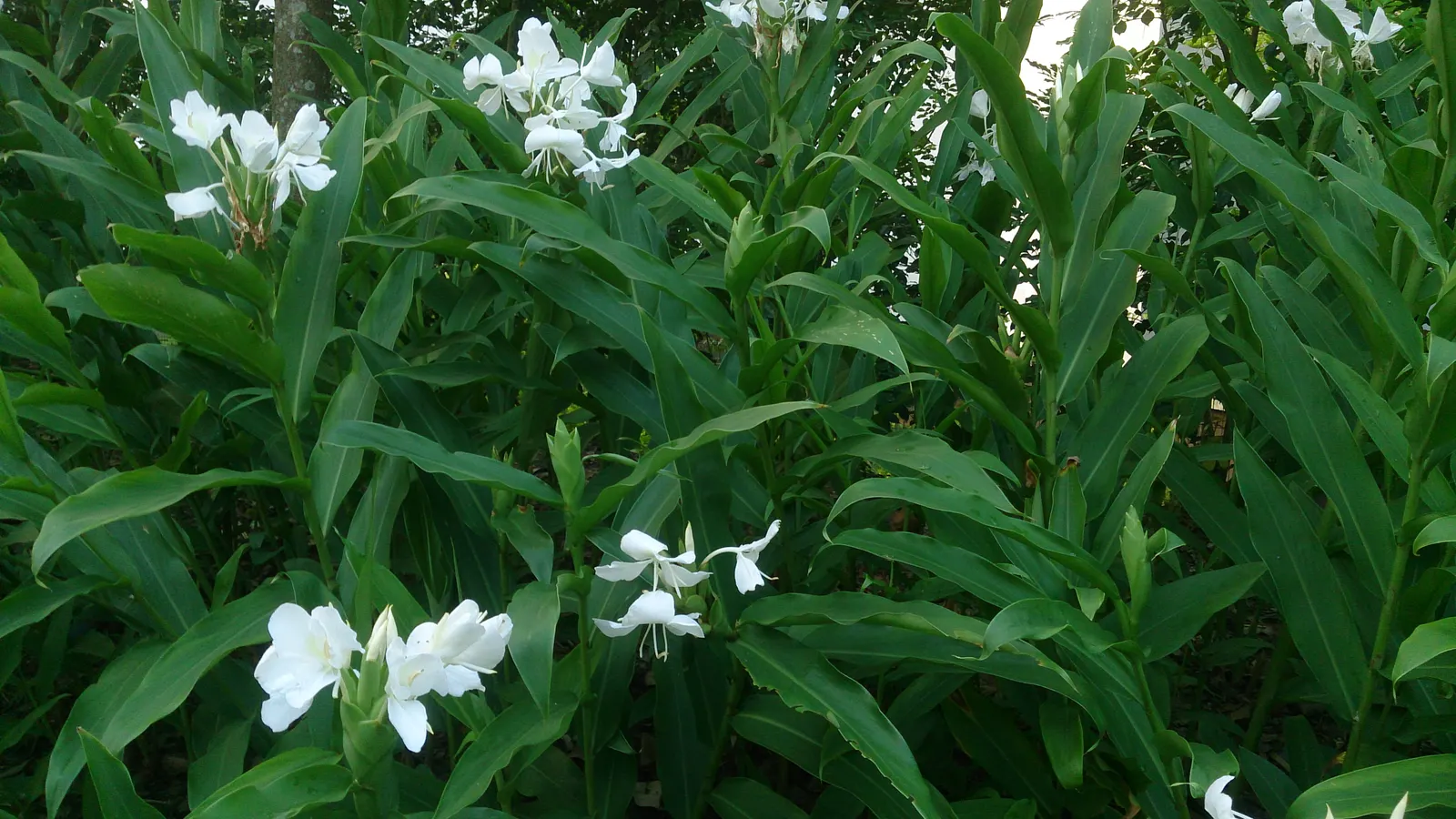 Ginger Lily (Hedychium Sp.) — green canopies.<br><br>During late summer to early fall