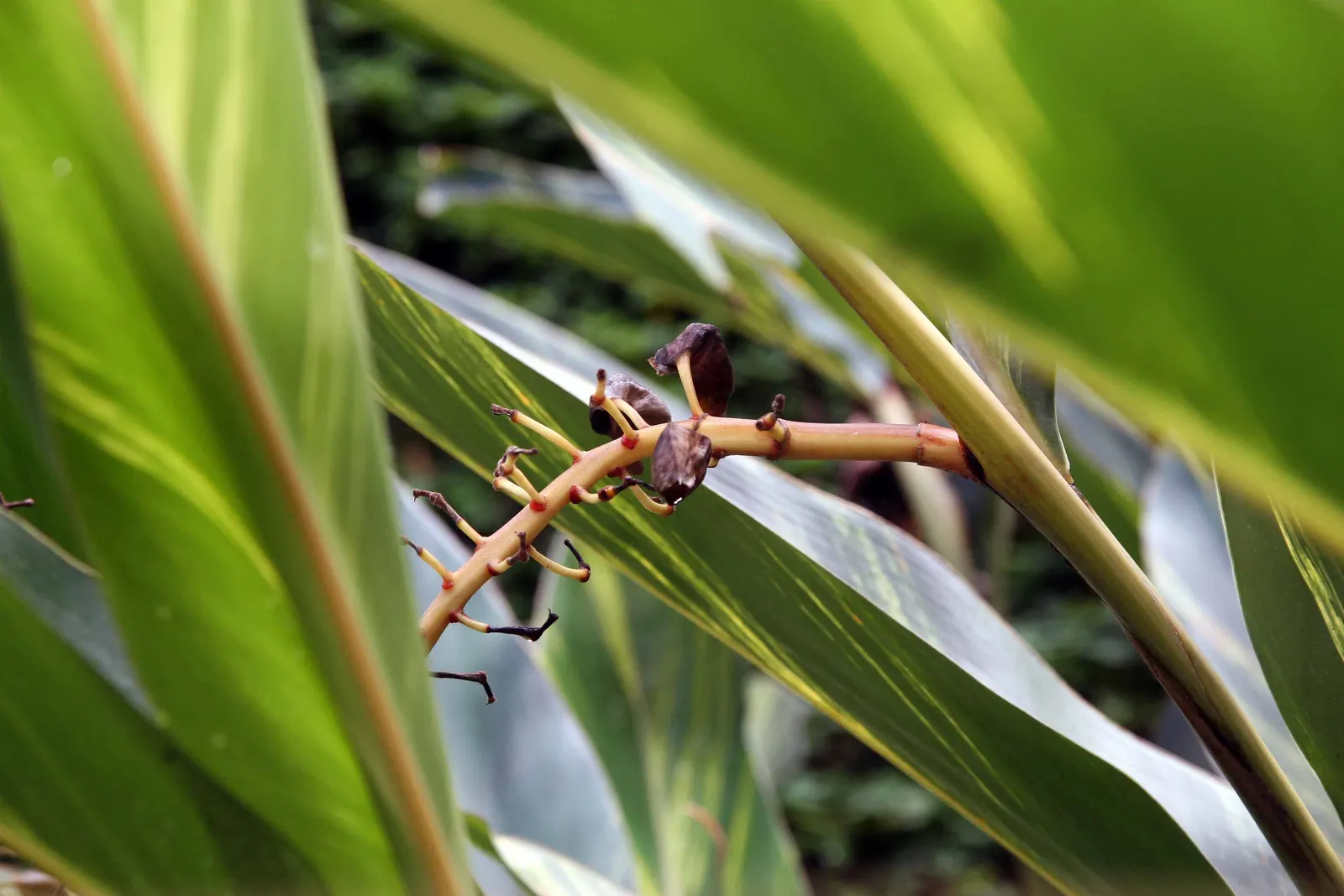 Ginger Lily (Hedychium Sp.) — They boast lance-shaped leaves that can be up to 2 feet long and 4 inches wide