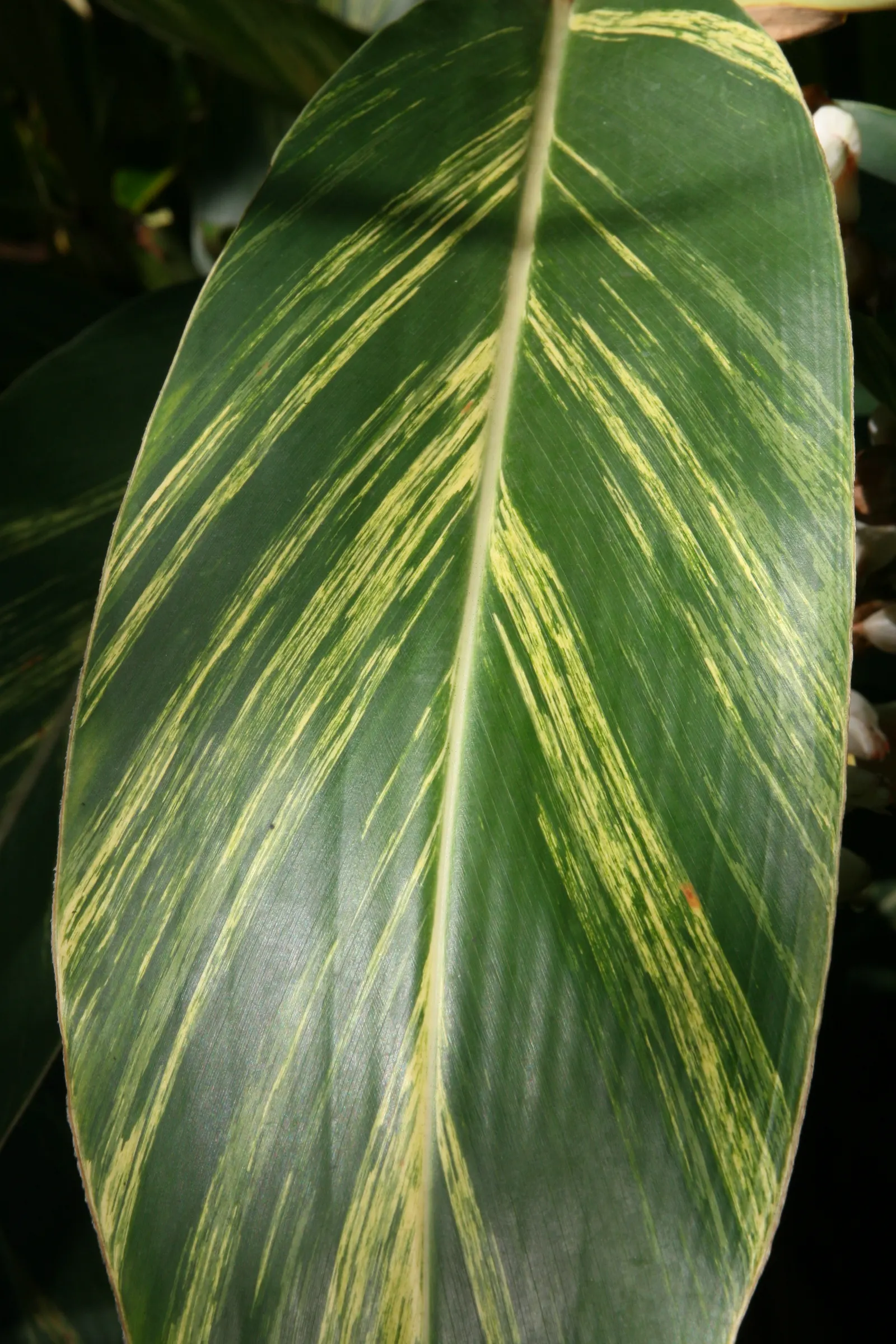 Ginger Lily (Hedychium Sp.) — In winter, mulch can be applied to protect the rhizomes in cooler zones