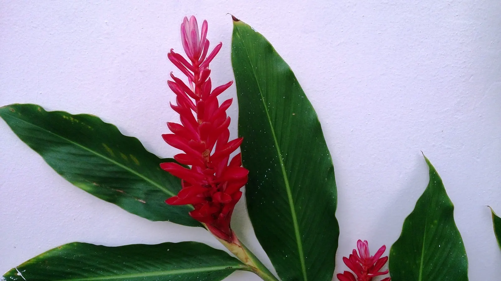 Ginger Lily (Hedychium Sp.) — They thrive in partial shade to full sun; the plant is recognized for its showy and aromatic flowers