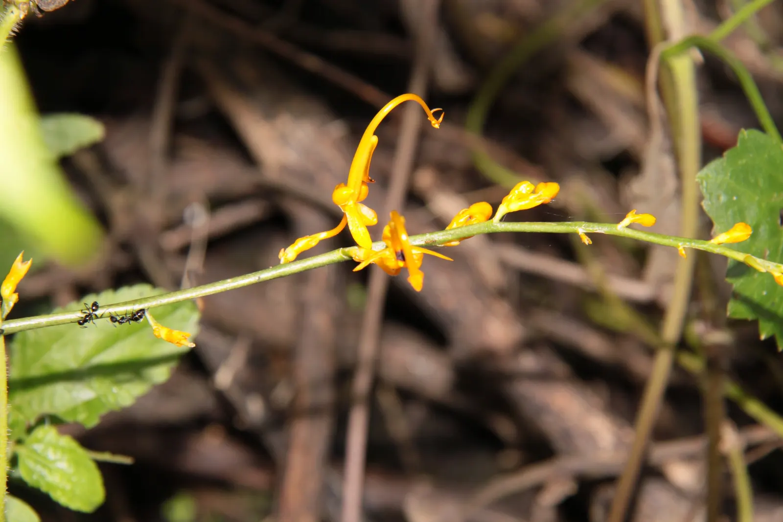Ginger Lily (Hedychium Sp.) — though please note it is not typically used in cooking; the plant is recognized for its showy and aromatic flowers
