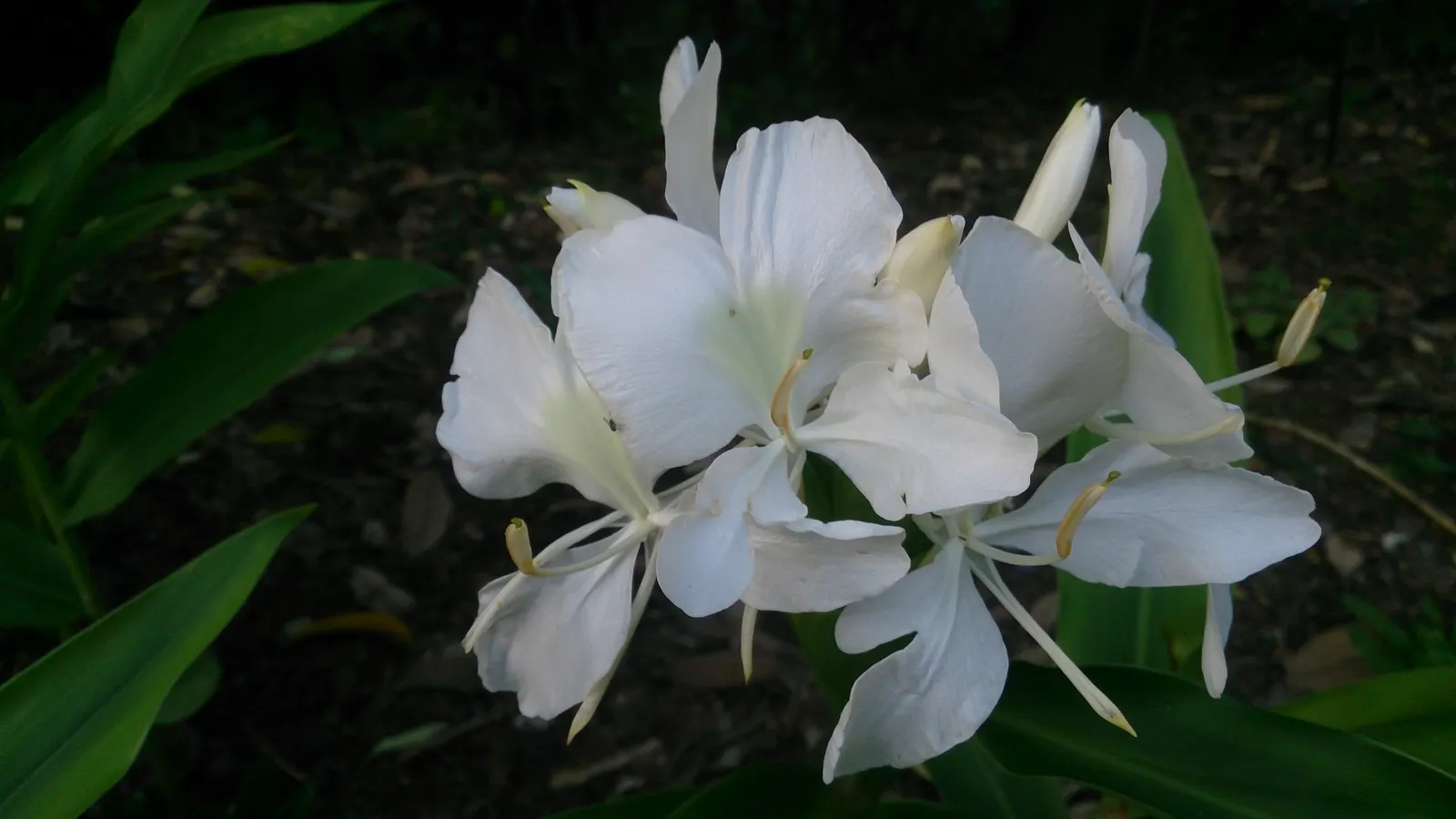 Ginger Lily (Hedychium Sp.) — Hardy in USDA zones 8-10, they add a tropical flair to any garden